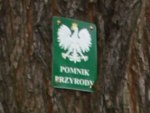 Fotogrfia: Tabliczka do oznakowania pomników przyrody